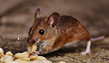 24 Hour & Emergency Exterminators in Sn Bernrdno, CA
